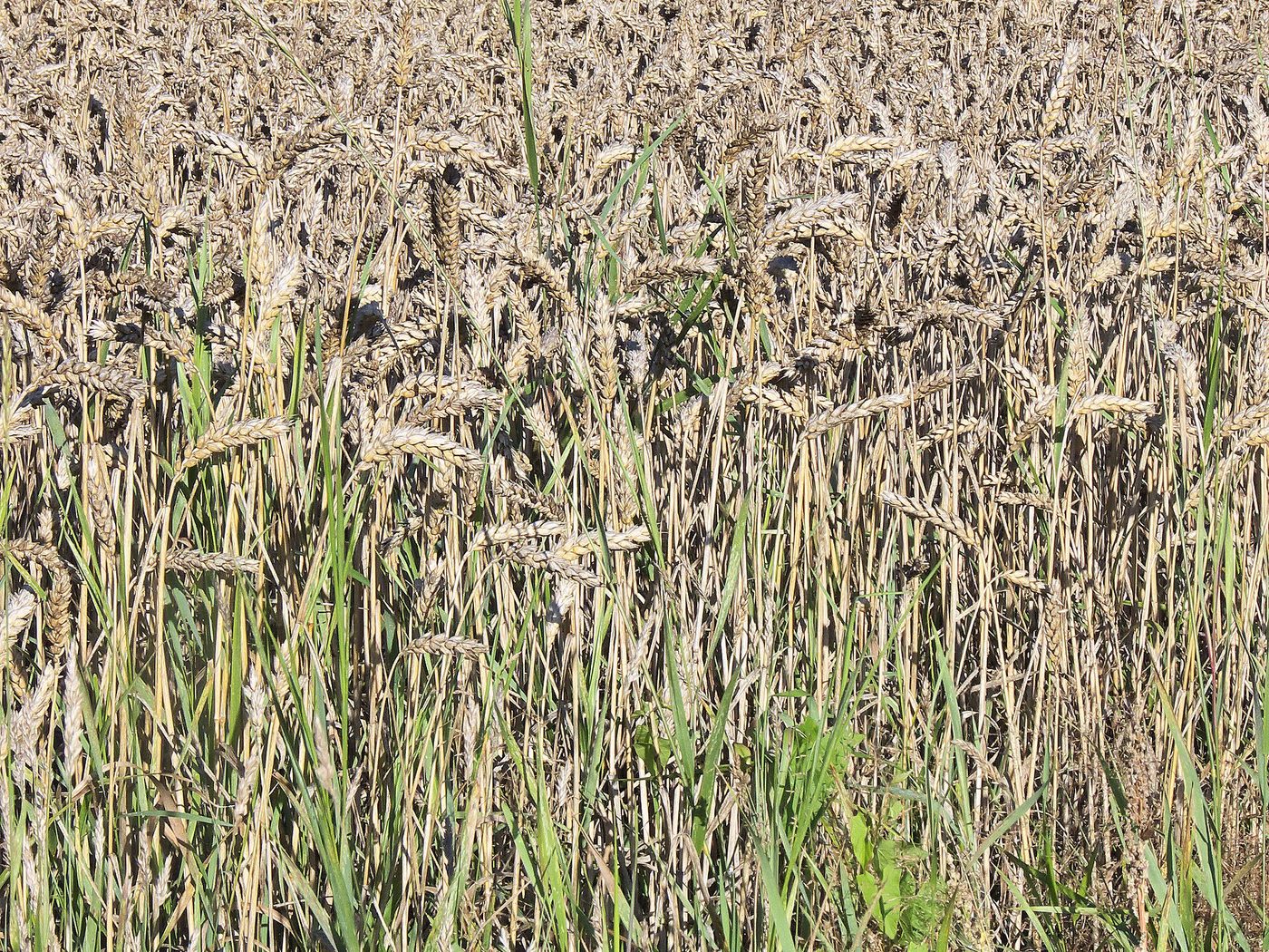 Trigo (Triticum aestivum)